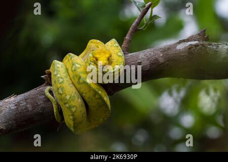 Green Tree Python Morelia viridis auf Baumzweig gelbe Farbe Haut Schlange Stockfoto