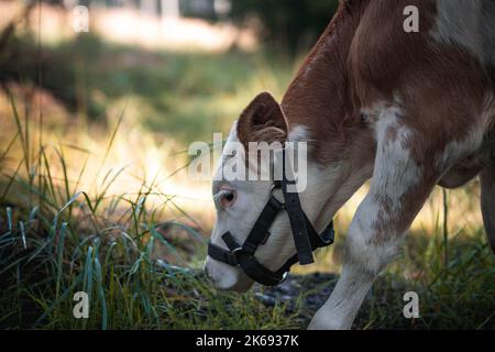 Sonniger Morgen. Neugeborenes Kalb von Sanctuary Farm auf einem Spaziergang im Wald. Natürlicher Hintergrund. Grasen ist kostenlos. Stockfoto