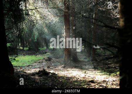 Morgensonne bricht auf einer mystischen Gasse durch die Bäume. Stockfoto