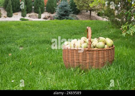 Birnen aus dem eigenen Garten im Korbkorb im Garten auf Gras. Platz für Text kopieren. Hausernte, frisch gepflückte Bio-Früchte. Vom lokalen Markt. Stockfoto