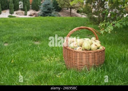 Birnen aus dem eigenen Garten im Korbkorb im Garten auf Gras. Platz für Text kopieren. Hausernte, frisch gepflückte Bio-Früchte. Vom lokalen Markt. Stockfoto