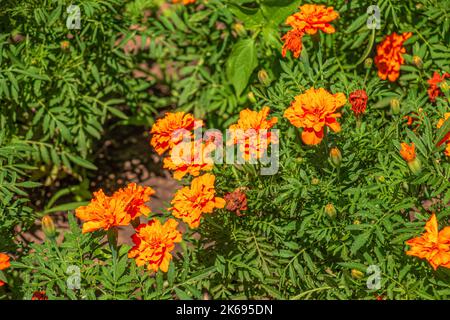 Tagetes patula französische Ringelblume in Blüte, orange gelbe Blumenstrauß, grüne Blätter, kleiner Strauch Stockfoto