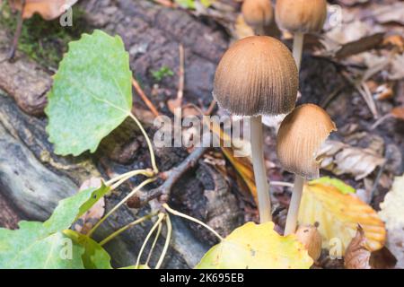 Coprinellus truncorum bildet im Herbstwald häufig Pilze. Arten, die mit Coprinellus micaceus in englischer Glimmerkappe oder glänzender Kappe verwandt sind. Stockfoto