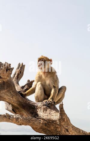 Der Makaken-Affen sitzt auf einem Zweig in der Apes' Den mit Blick auf die Bucht von Gibraltar, das Upper Rock Nature Reserve, Gibraltar Stockfoto