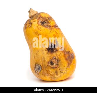 Lustig schimmeliger Kürbis isoliert auf weißem Hintergrund Stockfoto