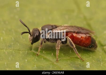 Detailreiche Nahaufnahme einer bunten Kleptoparasit White Lipped Blood Biene, Sphecodes albilabris Stockfoto