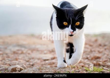 Schwarz-weiße Katze, die in der Natur auf die Kamera zugeht Stockfoto