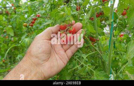 Eine Hand hält reife Kirschtomaten vor dem Hintergrund grüner Tomatensträucher im Garten Stockfoto
