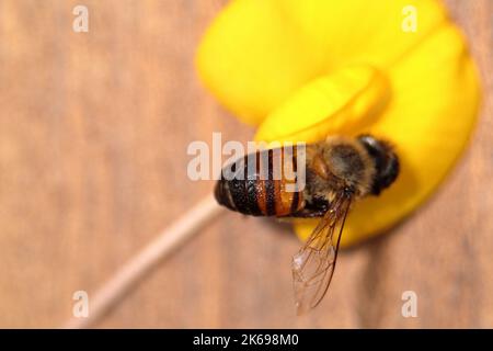 Tote Biene über gelber Blume gegen Holzrückstand Stockfoto