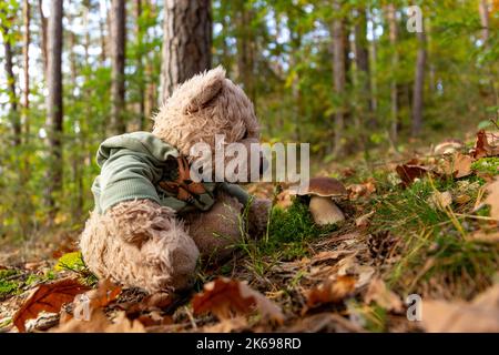 Teddybär und Pilz Boletus Edulis im Herbstwald. Stockfoto