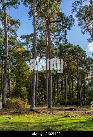 Landschaftlich reizvolle Aussicht auf die Landschaft der Lickey Hills im Herbst. Stockfoto