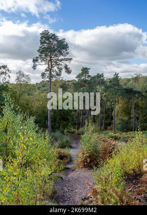 Landschaftlich reizvolle Aussicht auf die Landschaft der Lickey Hills im Herbst. Stockfoto