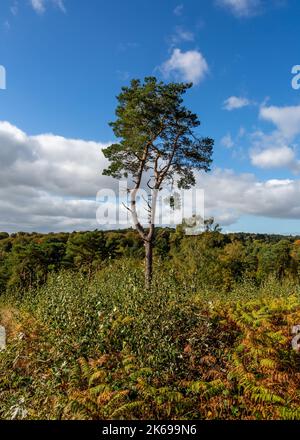 Landschaftlich reizvolle Aussicht auf die Landschaft der Lickey Hills im Herbst. Stockfoto