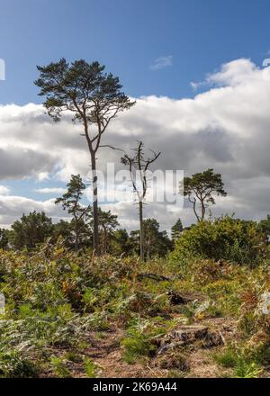 Landschaftlich reizvolle Aussicht auf die Landschaft der Lickey Hills im Herbst. Stockfoto