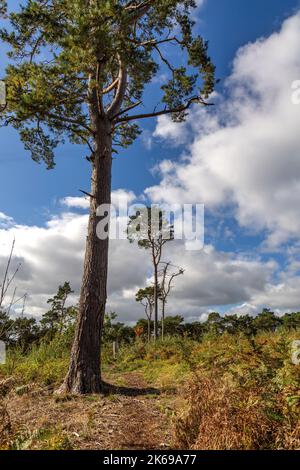 Landschaftlich reizvolle Aussicht auf die Landschaft der Lickey Hills im Herbst. Stockfoto