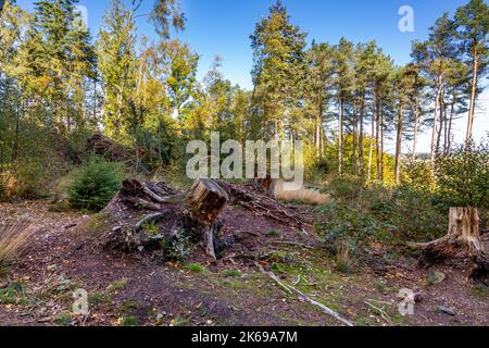 Landschaftlich reizvolle Aussicht auf die Landschaft der Lickey Hills im Herbst. Stockfoto