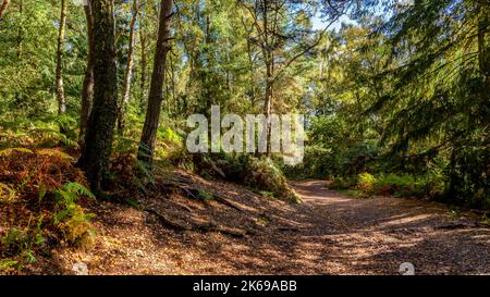 Landschaftlich reizvolle Aussicht auf die Landschaft der Lickey Hills im Herbst. Stockfoto