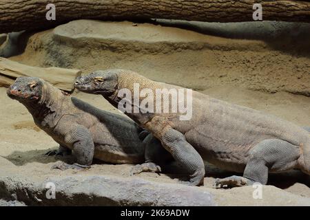 Der Komodo-Drache, Komodo-Monitor (Varanus komodoensis) in einem natürlichen Lebensraum Stockfoto