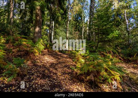 Landschaftlich reizvolle Aussicht auf die Landschaft der Lickey Hills im Herbst. Stockfoto