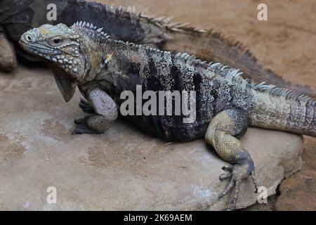 Der kubanische Felseniguan, der kubanische Boden-Leguan, der kubanische Leguan (Cyclura nubila) Weibchen in einem natürlichen Lebensraum Stockfoto