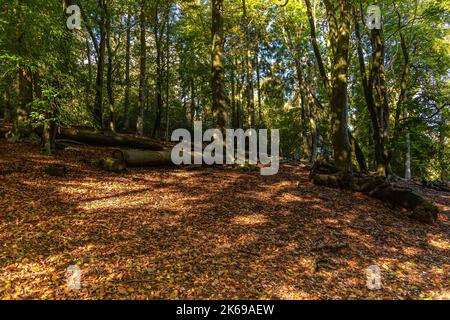 Landschaftlich reizvolle Aussicht auf die Landschaft der Lickey Hills im Herbst. Stockfoto