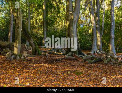 Landschaftlich reizvolle Aussicht auf die Landschaft der Lickey Hills im Herbst. Stockfoto
