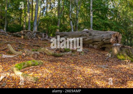 Landschaftlich reizvolle Aussicht auf die Landschaft der Lickey Hills im Herbst. Stockfoto