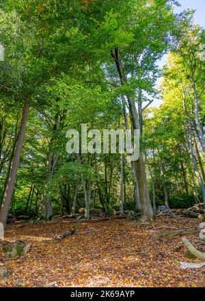 Landschaftlich reizvolle Aussicht auf die Landschaft der Lickey Hills im Herbst. Stockfoto