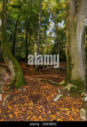 Landschaftlich reizvolle Aussicht auf die Landschaft der Lickey Hills im Herbst. Stockfoto