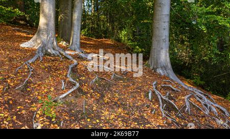 Landschaftlich reizvolle Aussicht auf die Landschaft der Lickey Hills im Herbst. Stockfoto