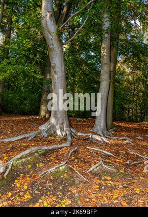 Landschaftlich reizvolle Aussicht auf die Landschaft der Lickey Hills im Herbst. Stockfoto