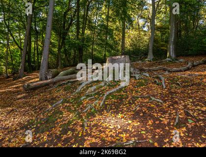 Landschaftlich reizvolle Aussicht auf die Landschaft der Lickey Hills im Herbst. Stockfoto