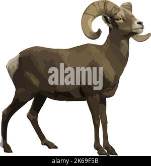 Realistischer Widder, Seitenansicht, isolierte Nutztiere. Stock Vektor