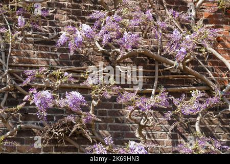 Lila Blüten der Wisteria-Pflanze blühen in einem Garten Stockfoto
