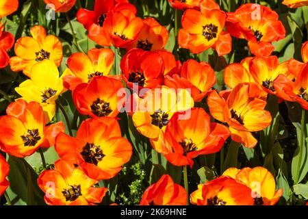 Rote und gelbe Tulpen wachsen auf dem Blumenbeet Stockfoto