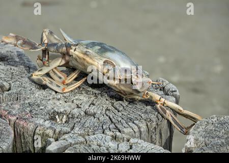 Marmorsteinkrabbe oder Runner Crab (Pachygrapsus marmoratus (Fabricius, 1787) Tod Stockfoto