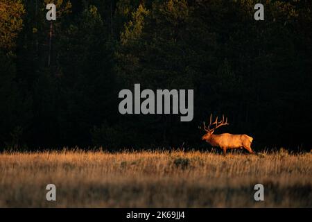 Bull Elk Stockfoto