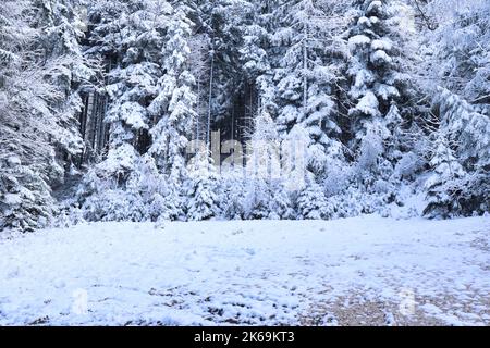 Bäume unterschiedlicher Größe, die an einem kalten Herbsttag in einem Wald in den bayerischen Alpen Deutschlands mit Schnee bedeckt sind. Stockfoto