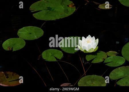 Digital erstellte Aquarellmalerei einer lebendigen weißen Seerose in einem Teich mit Kopierraum Stockfoto