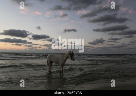 12. Oktober 2022, Gaza-Stadt, der Gazastreifen, Palästina: Ein Pferd steht im Mittelmeer, westlich von Gaza-Stadt (Foto: © Mahmoud Issa/Quds Net News via ZUMA Press Wire) Stockfoto