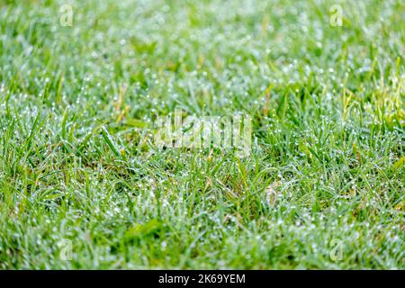 Nahaufnahme einer grünen Wiese mit Tautropfen im Sonnenlicht Stockfoto