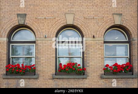 Drei Vintage-Fenster mit Steinrahmen und Blumen im Regal. Drei Bogenfenster altes Haus mit roten Blumen. Niemand, selektiver Fokus, Straßenfoto Stockfoto