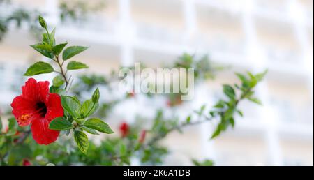 Roter Hibiskus - Chinesische Rose aus nächster Nähe. Schönheit und Raffinesse, Romantik. Speicherplatz kopieren. Selektiver Fokus, Unschärfe Stockfoto