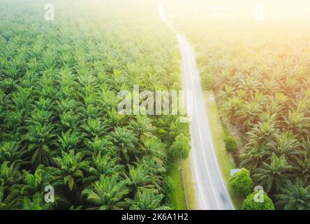 Luftaufnahme auf Plantage von Palmen Hintergrund, Draufsicht Luftaufnahme des Palmenhains. Stockfoto