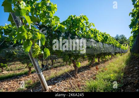 Grüne unreife Gamay Noir-Traube, aus der Nähe, wächst auf hügeligen Weinbergen in der Nähe des Weinbauortes Val d'Oingt, Tor zur Beaujolais-Weinstraße Stockfoto