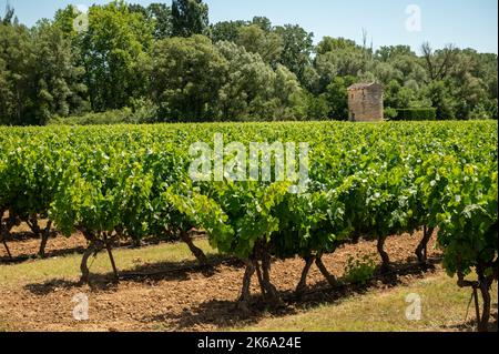 Reihen von grünen Weinreben, die auf Kieselsteinen auf Weinbergen in der Nähe der Dörfer Lacoste und Bonnieux in Luberon, Provence, Frankreich wachsen Stockfoto