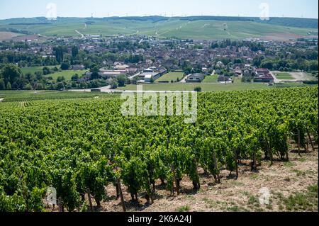 Panoramablick auf die grünen Chablis Grand Cru Appellation Weinberge mit Trauben, die auf Kalkstein- und Mergelböden wachsen, Burdundy, Frankreich Stockfoto