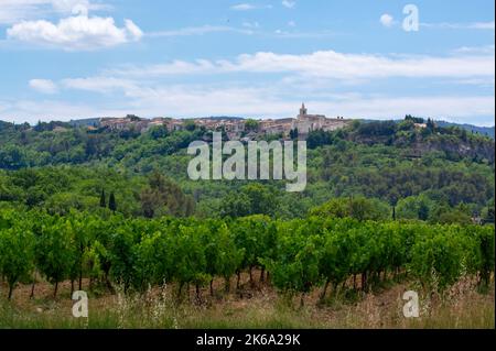 Reihen von grünen Weinreben, die auf Kieselsteinen auf Weinbergen in der Nähe der Dörfer Lacoste und Bonnieux in Luberon, Provence, Frankreich wachsen Stockfoto