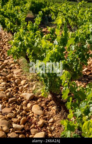 Grüne Weinreben wachsen auf abgerundeten Kieselsteinen auf hügeligen Weinbergen in der Nähe des berühmten antiken Weinbaudorfes Châteauneuf-du-Pape, Provence, Frankreich Stockfoto