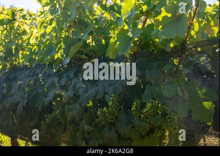 Grüne unreife Gamay Noir-Traube, aus der Nähe, wächst auf hügeligen Weinbergen in der Nähe des Weinbauortes Val d'Oingt, Tor zur Beaujolais-Weinstraße Stockfoto